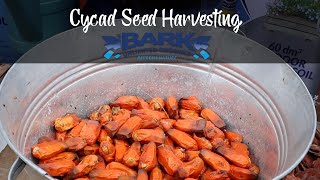 Cycad Seed Harvesting [upl. by Atiluj]