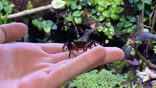 1 Year Paludarium Update Red Devil Vampire Crabs Geosesarma Hagen [upl. by Nwahsd]