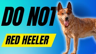 7 Reasons You SHOULD NOT Get a Red Heeler  Australian Cattle Dog [upl. by Nicolina177]