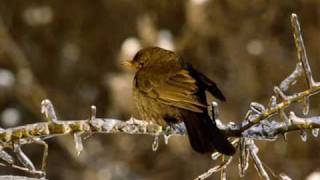 Chants doiseaux de France partie 1 [upl. by Rhoda]