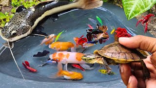 Catching fighting fish in the pond goldfish ornamental fish red tail catfish betta fish [upl. by Uriia]