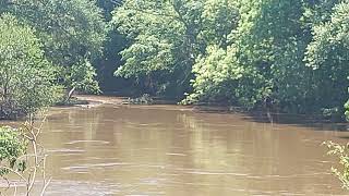 Northern part of Navasota River TX 51824 [upl. by Reniar]