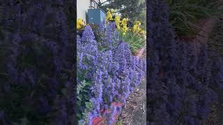 Catmint with Fantastic Colors flowers nature catmint [upl. by Laddy876]