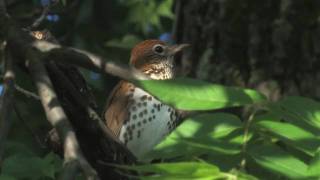 wood thrush [upl. by Derwood]