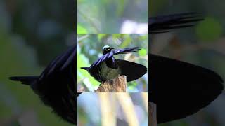 Victorias Riflebird courting display [upl. by Yatnuahs321]