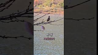 딱새 redstart 한수제둘레길 한수제 통일만보 아침산책 20241108 [upl. by Idisahc]