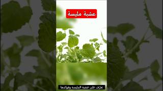 فوائد عشبة المليسة المدهشة [upl. by Marucci970]