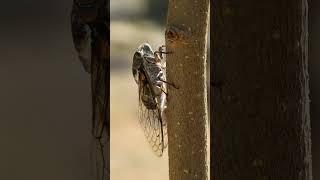 Class Insecta 985421  Insects amp Cicadas Superfamily Cicadoidea  Observed in Description [upl. by Marilyn]