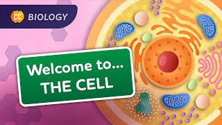 A Tour of the Cell Crash Course Biology 23 [upl. by Alios]