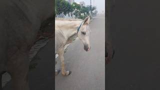 Horse Ride 🙉🙉 hobbledown Hounslow shorts viralshorts ytshorts fyp themepark amusementpark [upl. by Rednave]