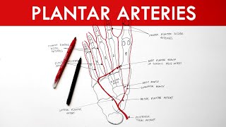 Plantar Arteries  Arterial supply to the foot  Anatomy tutorial [upl. by Iv]