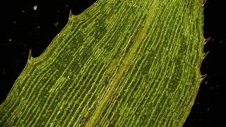 🔬 Cytoplasmic Streaming  movement of chloroplasts  chlorophyll in elodea leaf cells  microscopy [upl. by Farver]