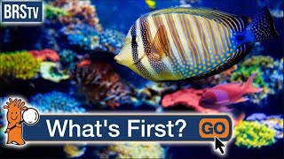 How Do I Start a Saltwater Aquarium [upl. by Isman438]