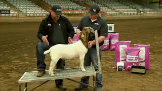 Show Goat Showmanship [upl. by Arrim]