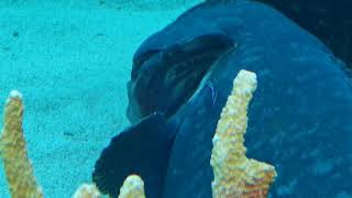 Giant grouper with cleaner wrasse  symbiotic relationship [upl. by Anahsak398]