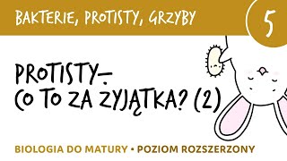 Przegląd protistów cz2  Protisty roślinopodobne i grzybopodobne  biologia matura liceum [upl. by Aiel]