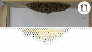 Shake those bees back and forth Smart swarm intelligence [upl. by Ialokin]