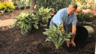 How to Mulch Hostas  Garden Savvy [upl. by Lehplar]