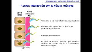 Seminario 8 PARTE 1 Kinetoplastida [upl. by Femmine628]