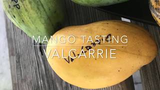 ValCarrie Mango  Tasting Florida Mangos [upl. by Chainey185]