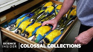 Why Over 600000 Bird Specimens Are Preserved At The Smithsonian  Colossal Collections [upl. by Huai21]