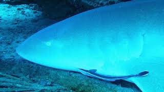 Friendly Shark Didnt Even Care We Were There Scuba Diving Up CLOSE And Personal With Nurse Shark [upl. by Anhpad]