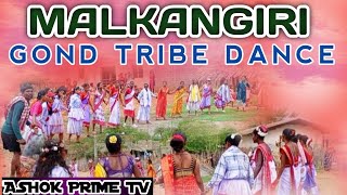 MALKANGIRI GOND TRIBE DANCE  ADIVASI CULTURE  KOYA SAMAJ  ASHOK PRIME TV [upl. by Adnomal]