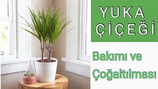 Yuka Çiçeği BAKIMI ve Çoğaltılması Dracena Yucca [upl. by Kurland]