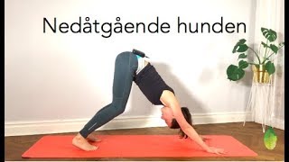 Yogapositioner för nybörjare  Hundens position  Annas yoga studio [upl. by Ettedanreb284]