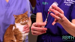 How to Give Your Pet an Injection Under the Skin [upl. by Templer]