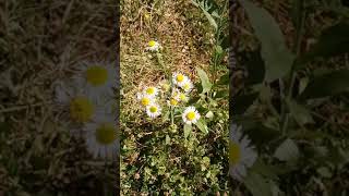 healing benefits of fleabane [upl. by Edora499]