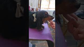 Long haired Dachshund grooming dogbathing doglover [upl. by Arakawa]