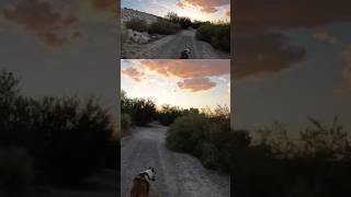 Sunset Dog 🌤🐕🐾 Bodhi amstaff dog nature doglife travel shorts doglover entertainment [upl. by Bouldon655]