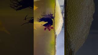 Betta fish breeding ♥️ babies update shorts bettafish breeding [upl. by Athalla980]