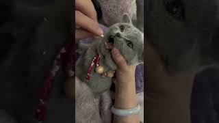 Hcatcatlover fumny fumnyvideos foryou fypage fyp fumnycatcats [upl. by Laeynad]