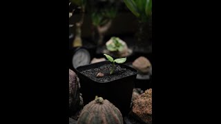 Cyphostemma uter vmacropus seeding 一年的等待 一個月的成長🌱 [upl. by Gail]