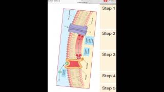 Muscarinic ACh receptor [upl. by Elleraj]