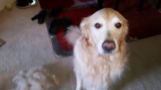 Golden Retriever Shedding Hair  Using Furminator on My Dog to Remove Fur [upl. by Questa501]