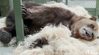 Grizzly Bear Torpor HIbernating at the Zoo [upl. by Anavlis]