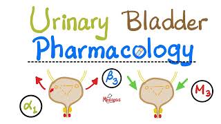 Pharmacology of Urinary Bladder — Detrusor Muscle Sphincters — Alpha Beta Muscarinic Nicotinic [upl. by Ahselaf127]