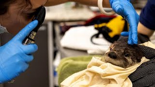 Injured aquatic mammals to get local care at Think Wild’s new facility [upl. by Sasnak]