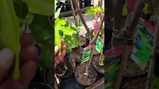 Mislabelled figs a common problem in UK garden centres [upl. by Yennek577]