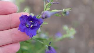 Delphinium grandiflorum Blue Butterfly  Siberian larkspur Chinese larkspur [upl. by Canfield]