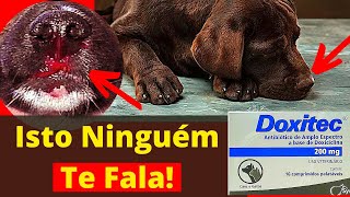 REVELADO DOENÇA DO CARRAPATO EM CACHORRO Tratamento De Cães C Doxiciclina Antibiótico Barato Cão [upl. by Prebo]