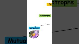 Difference between Mutualism Commensalism and Amensalism shorts science ecosystem [upl. by Bergmann116]