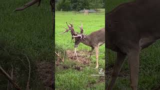 Deer shedding velvet inthepursuitofbigbucks deerseason whitetailbucks [upl. by Esinnej750]