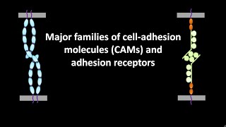 Major families of cell adhesion molecules or CAMs and adhesion receptors [upl. by Bat]