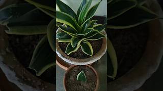 How to Propagate Snake Plant from a leaf💚✨shorts garden plants [upl. by Maud]