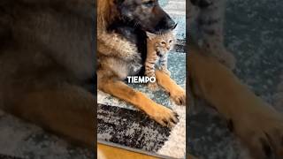 ¡Lo que encontró este perrito te dejará sin palabras😲😨 reflexiones historiareal animales [upl. by Aldredge642]