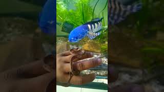 golden cobra👿🐍vs cat snake 🐍👿 viral animals snake [upl. by Ellenahs]